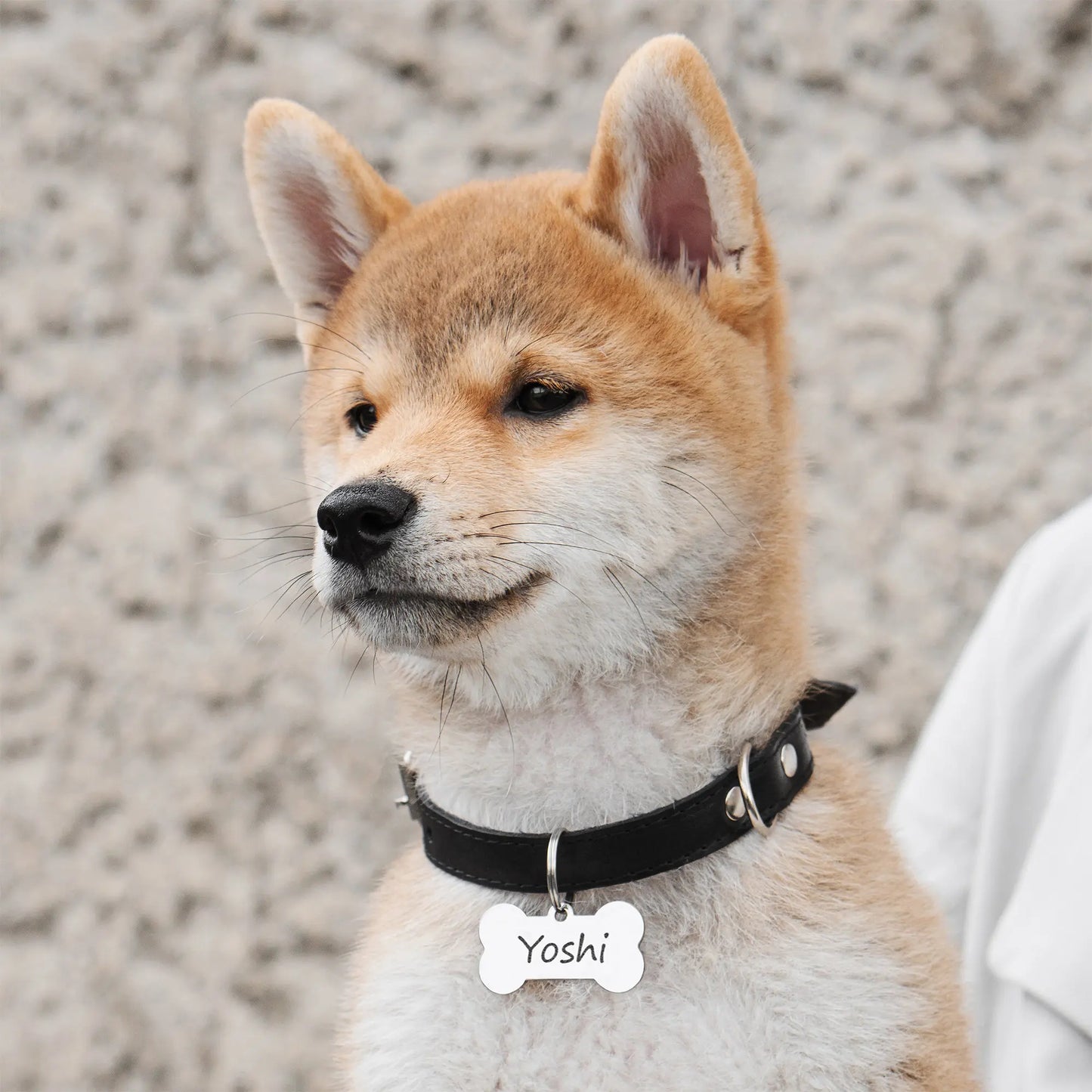 愛犬・愛猫・ペット カスタム ネームタグ ボーン&ラウンド シンプルスタイル
