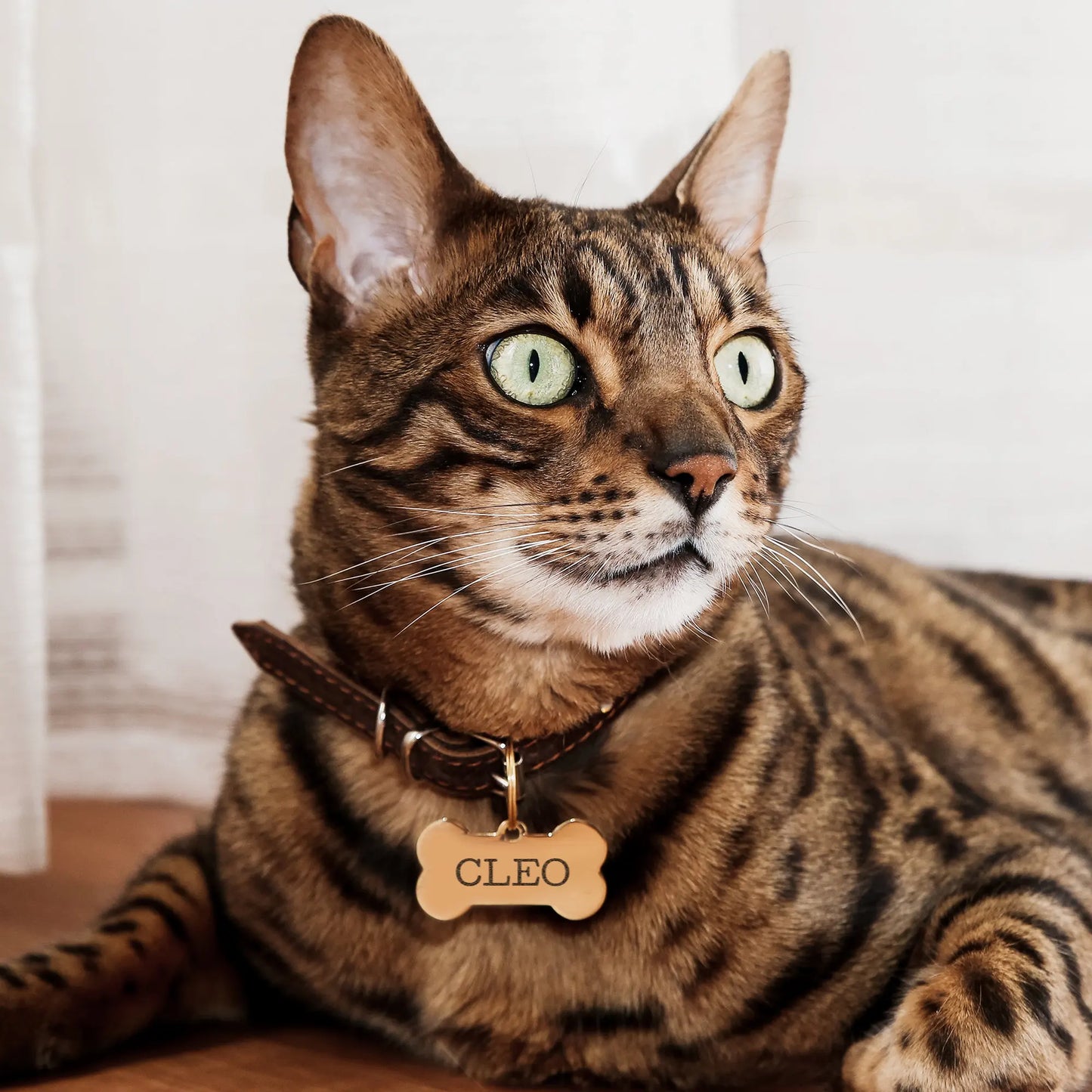 愛犬・愛猫・ペット カスタム ネームタグ ボーン&ラウンド シンプルスタイル